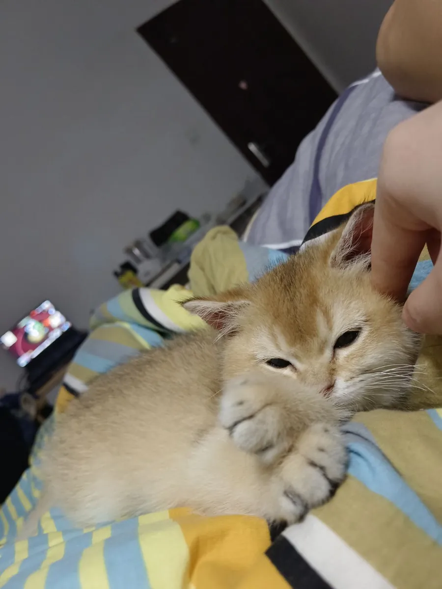 为猫咪找一个新家