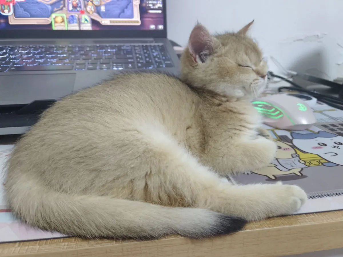 为猫咪找一个新家