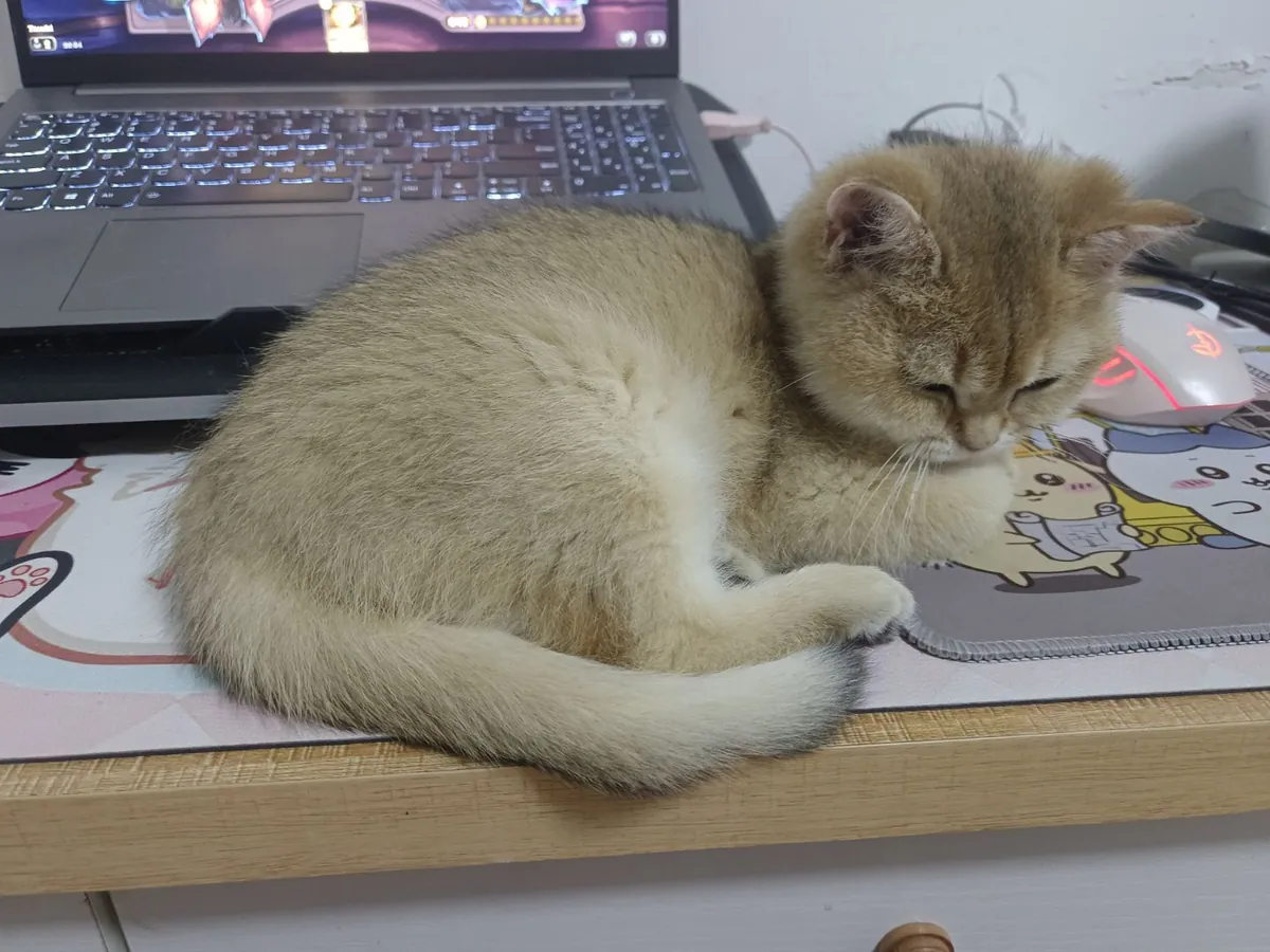 为猫咪找一个新家