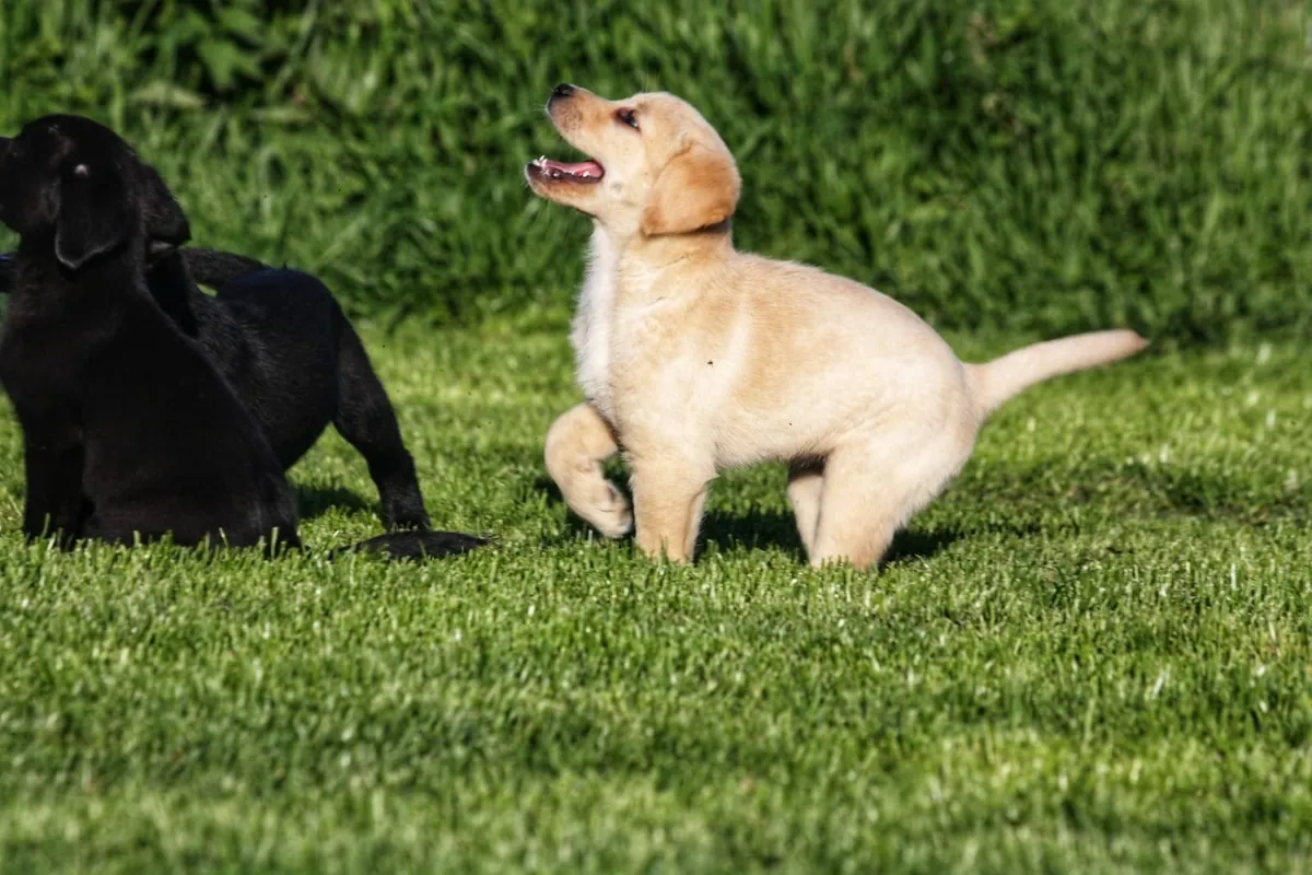 Chiots Labrador Retriever de pure race