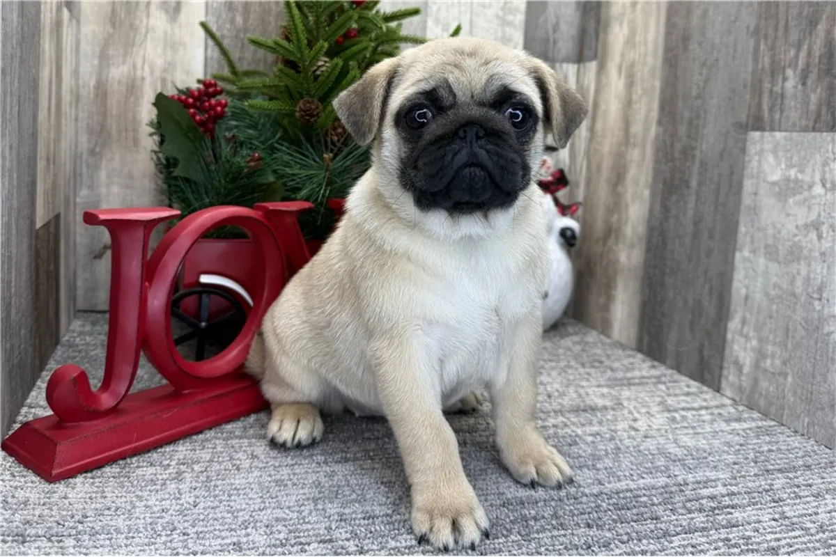 Cachorros de pug de pura raza