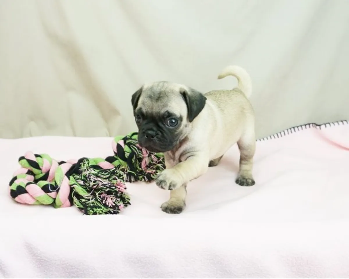 纯种公母巴哥犬幼犬