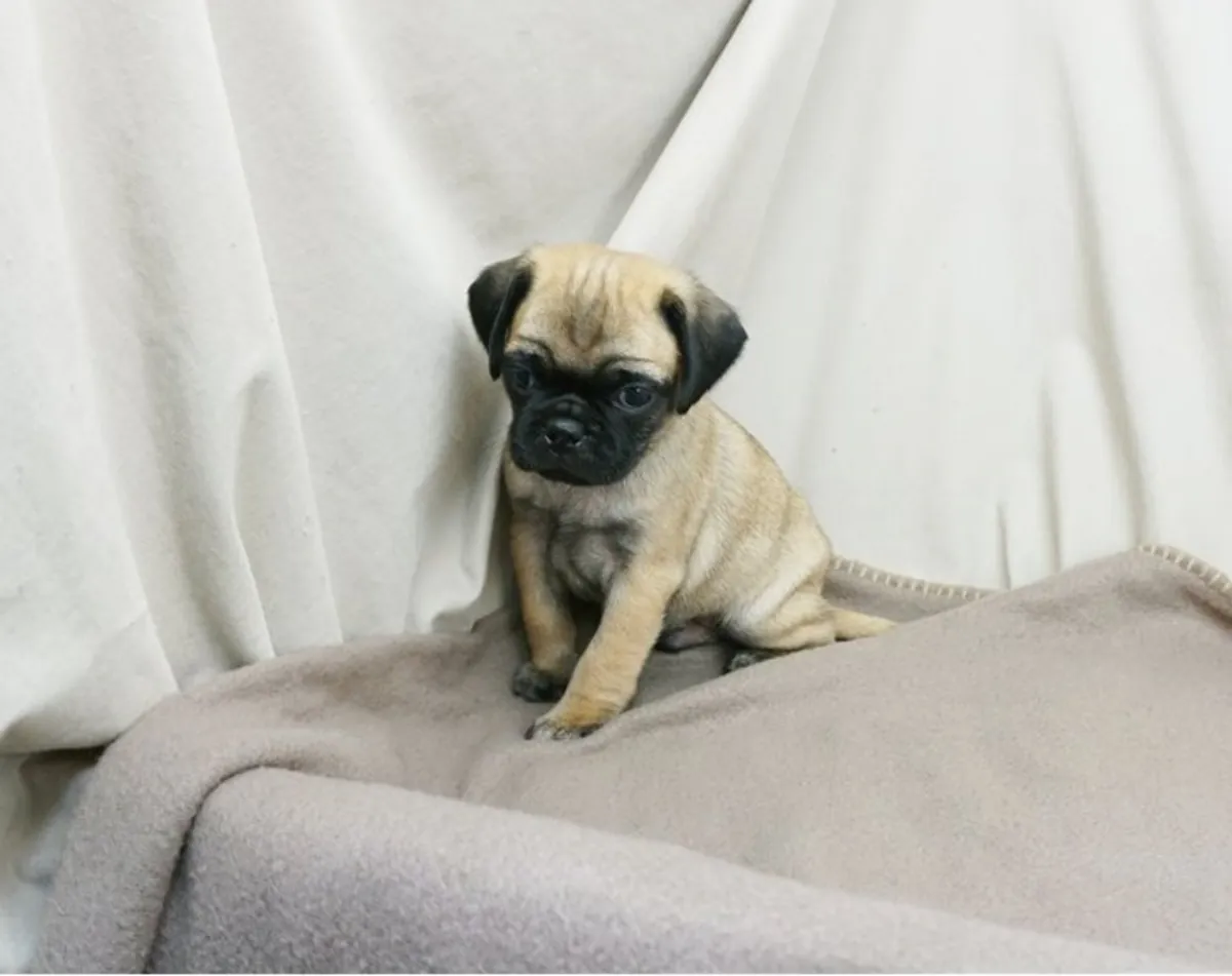 纯种公母巴哥犬幼犬