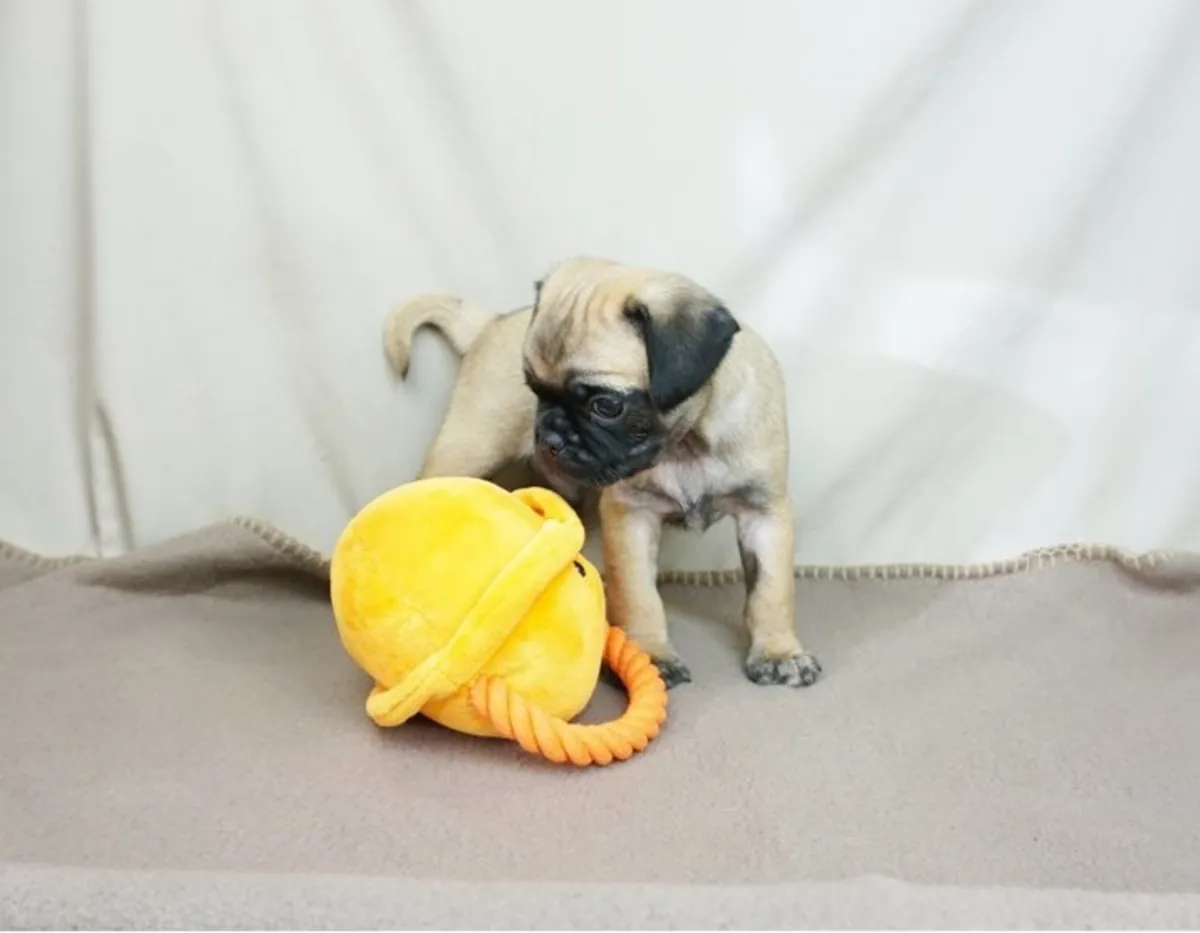 纯种公母巴哥犬幼犬