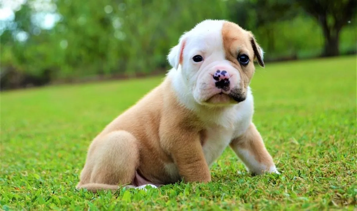 Superbes chiots American Bulldog