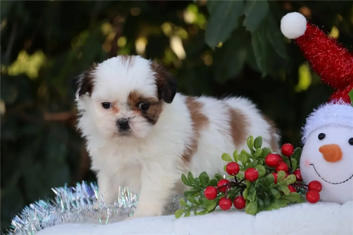 Safkan Shih Tzu Yavruları.