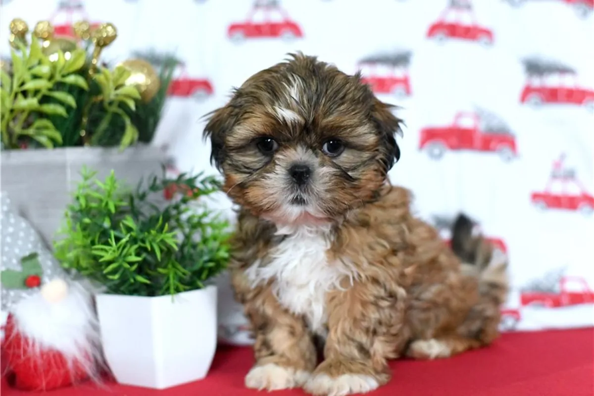Safkan Shih Tzu Yavruları.