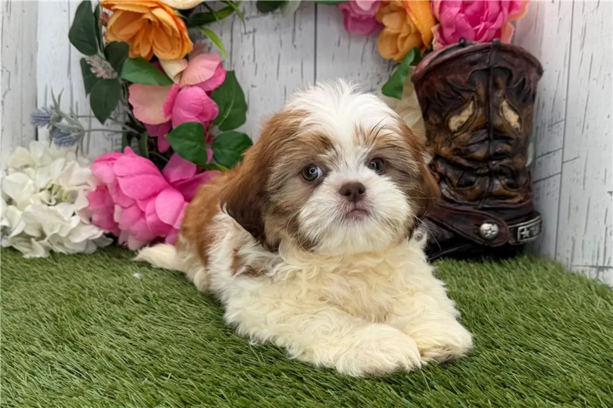 Safkan Shih Tzu Yavruları.