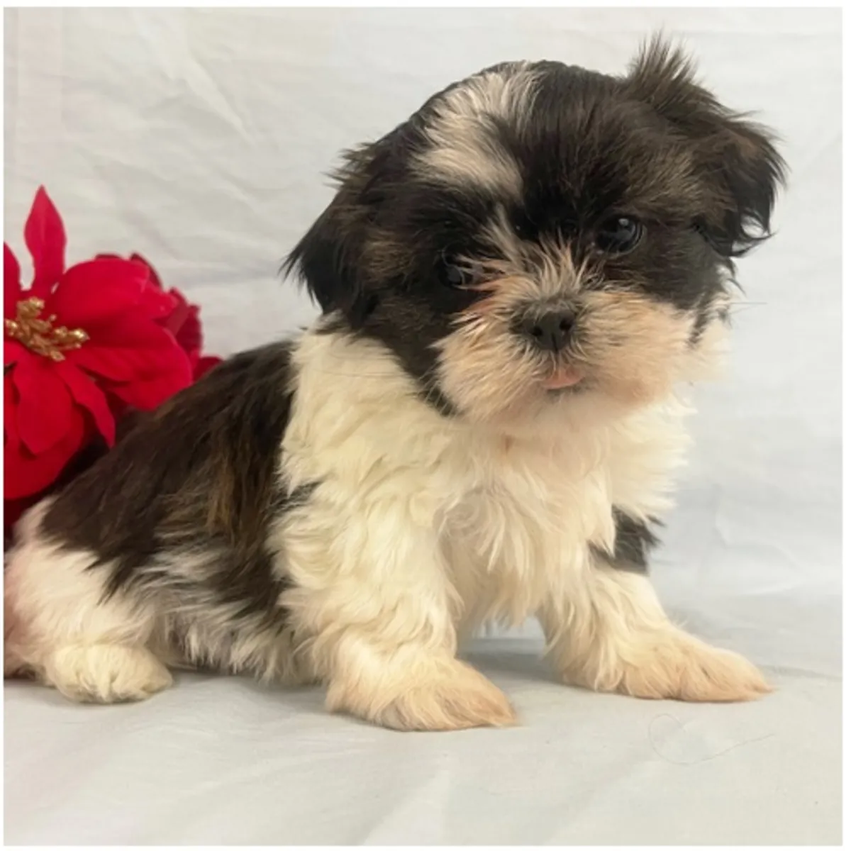 Safkan dişi ve erkek Shih Tzu yavruları.