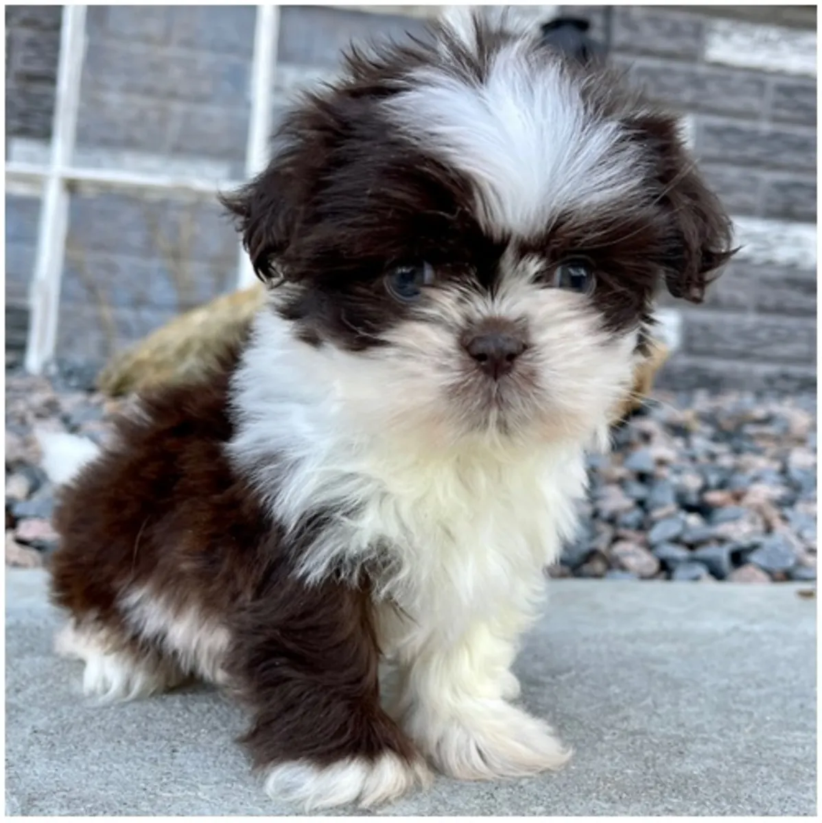 Safkan dişi ve erkek Shih Tzu yavruları.