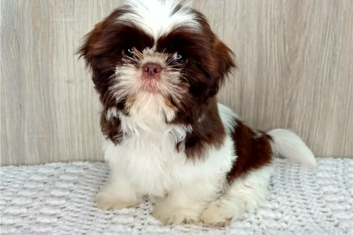 Safkan dişi ve erkek Shih Tzu yavruları.