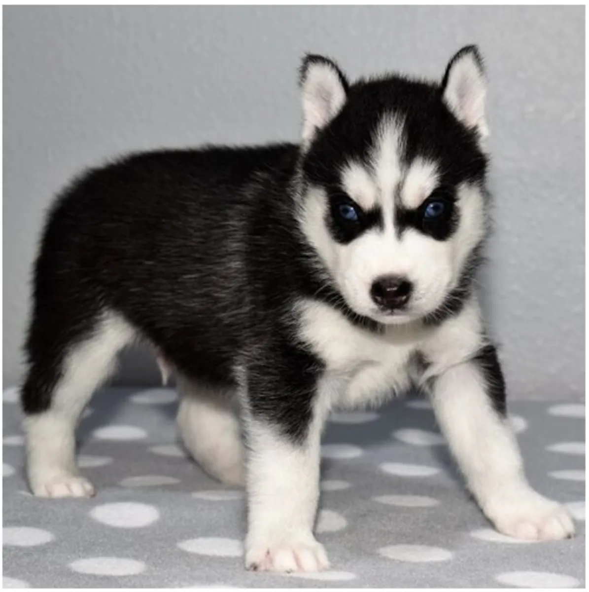 Cachorros de Husky Siberiano de pura raza.