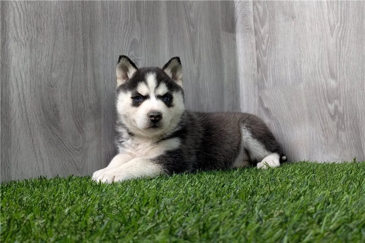 Cachorros de Husky Siberiano de pura raza.
