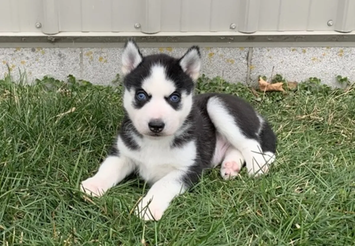 Cachorros de Husky Siberiano de pura raza masculino y femenino.