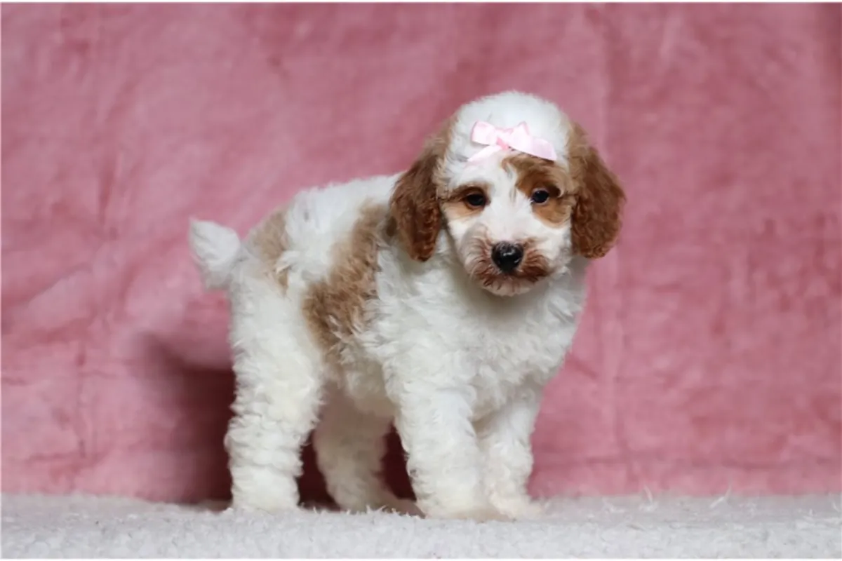 Chiots de caniche de race pure.