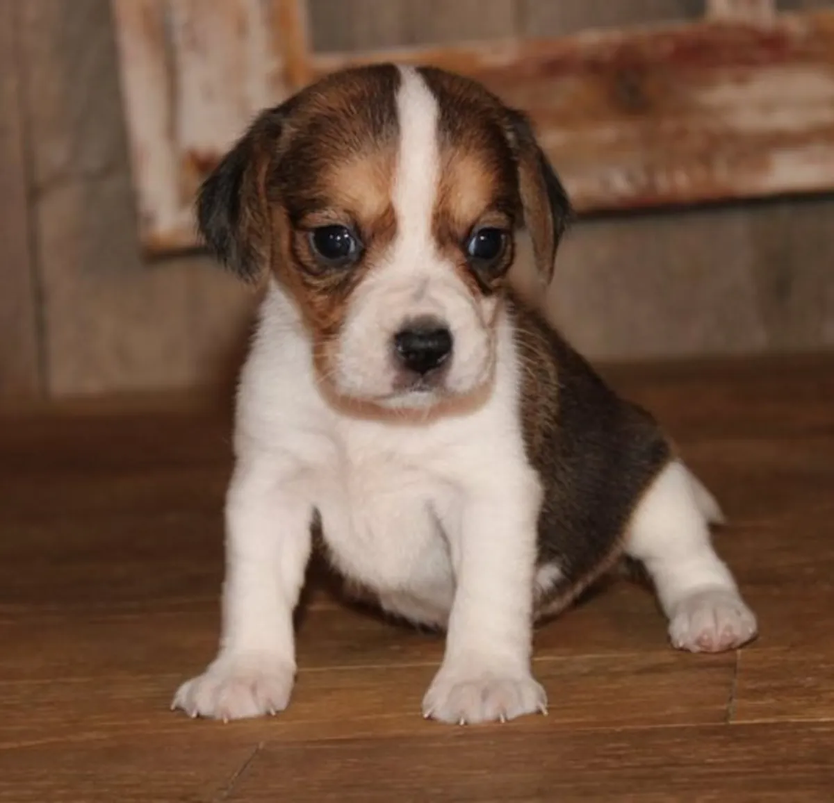 Superbes chiots Beagle