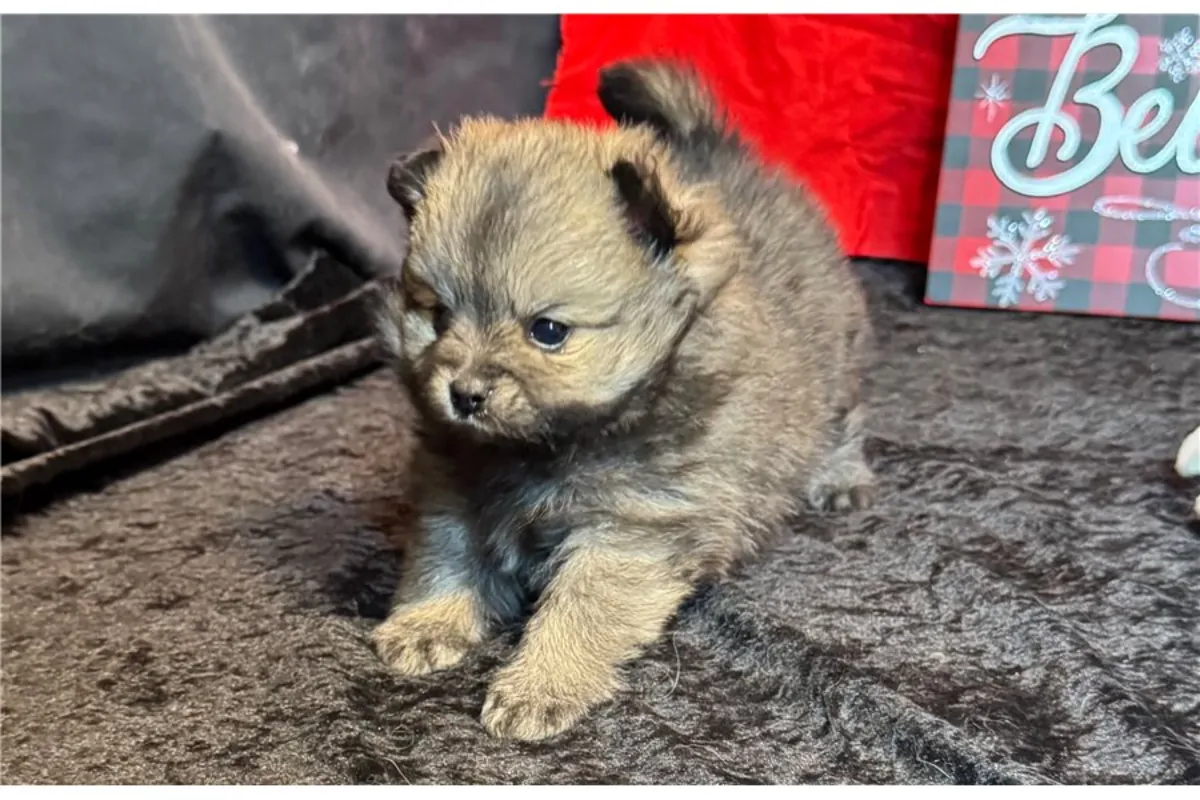 Cachorros de Pomerania de pura raza