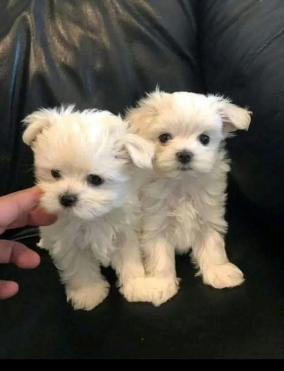 Cachorros malteses buscan hogar