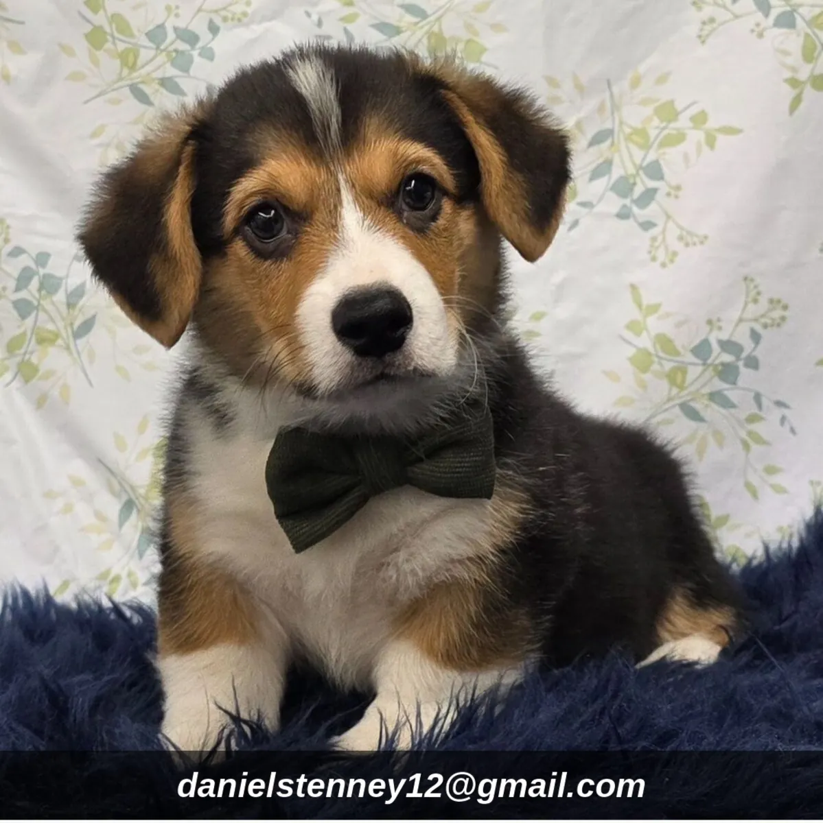 Pembroke Welsh Corgi Puppies