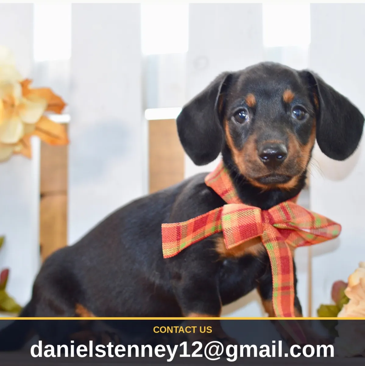 Dachshund Puppies