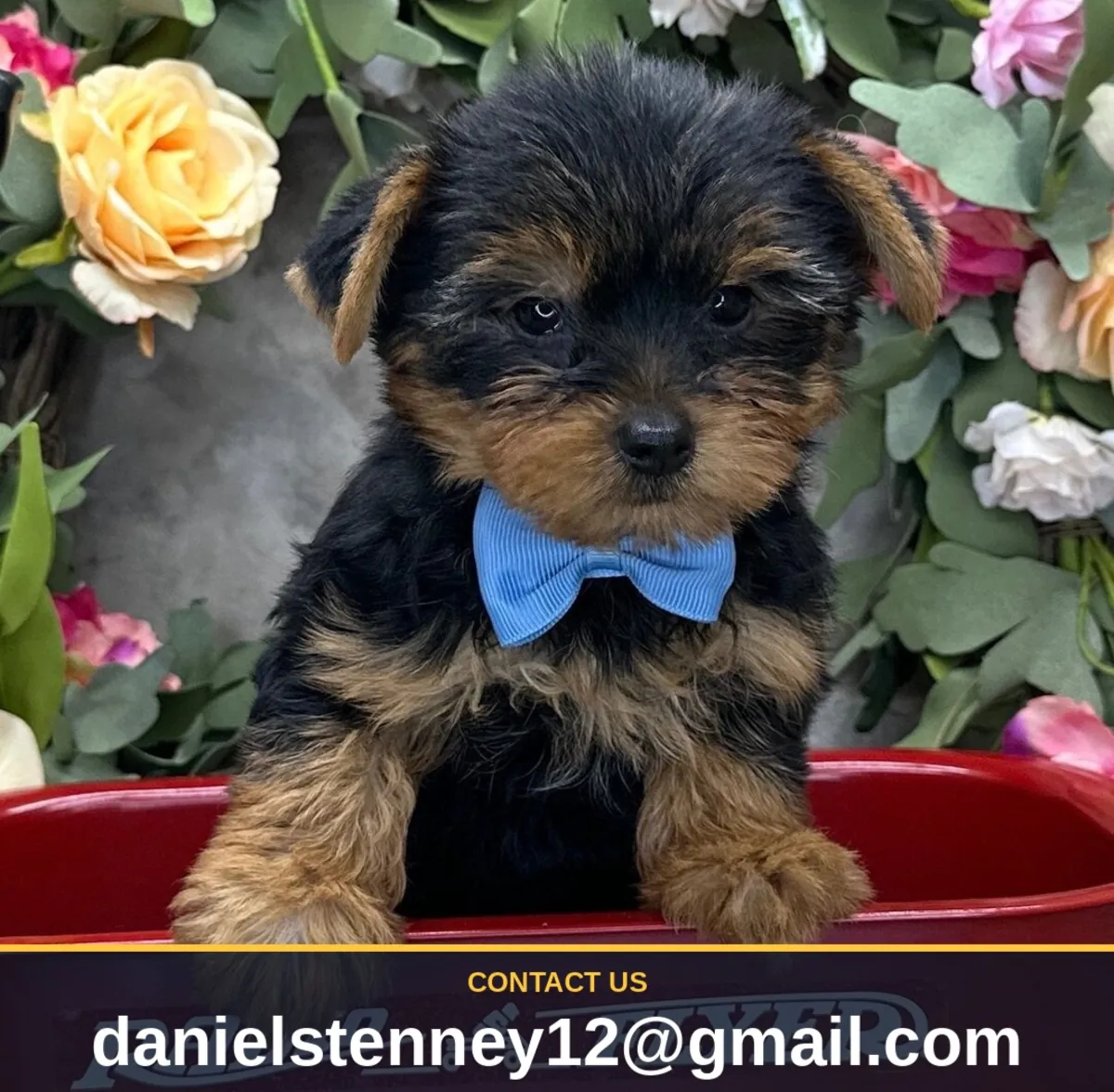 Yorkie Puppies