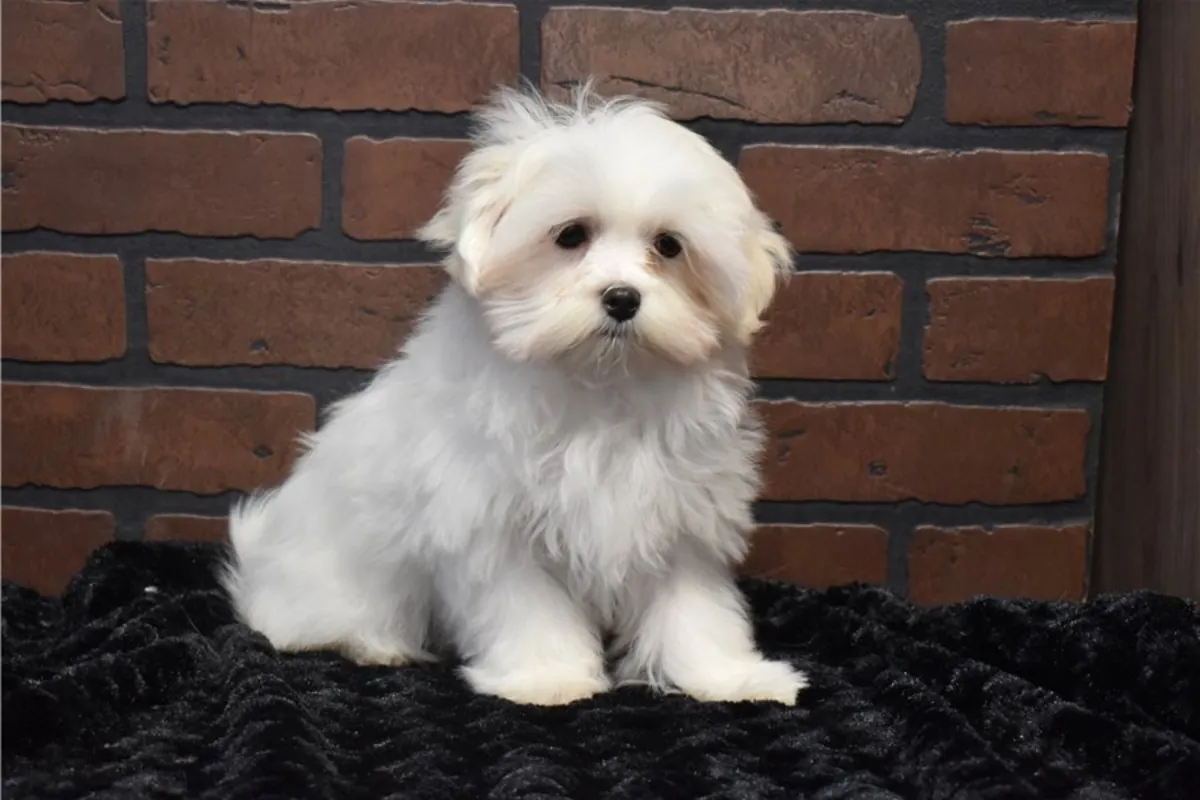 纯种雄性和雌性马尔济斯犬幼犬。