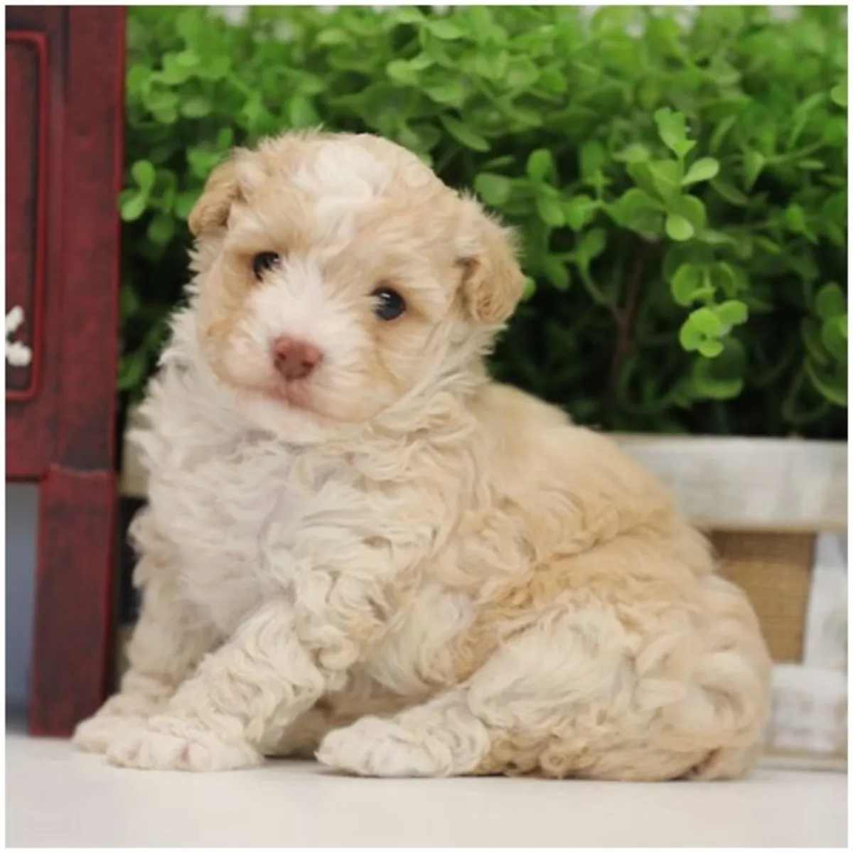 纯种贵宾犬幼犬。