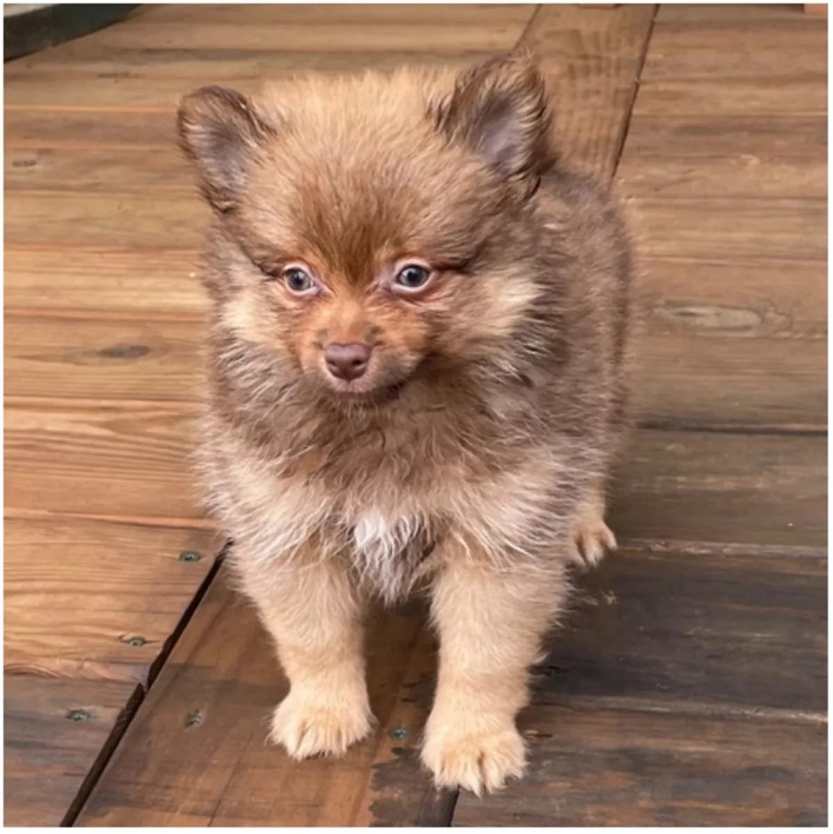 纯种博美犬幼犬。