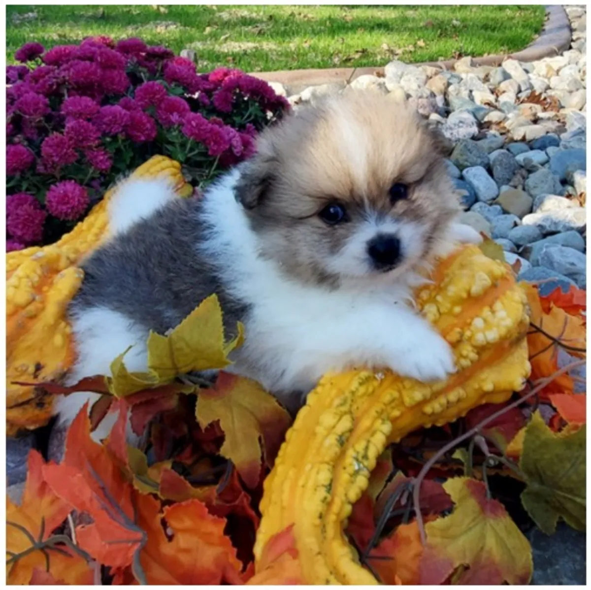纯种博美犬幼犬。