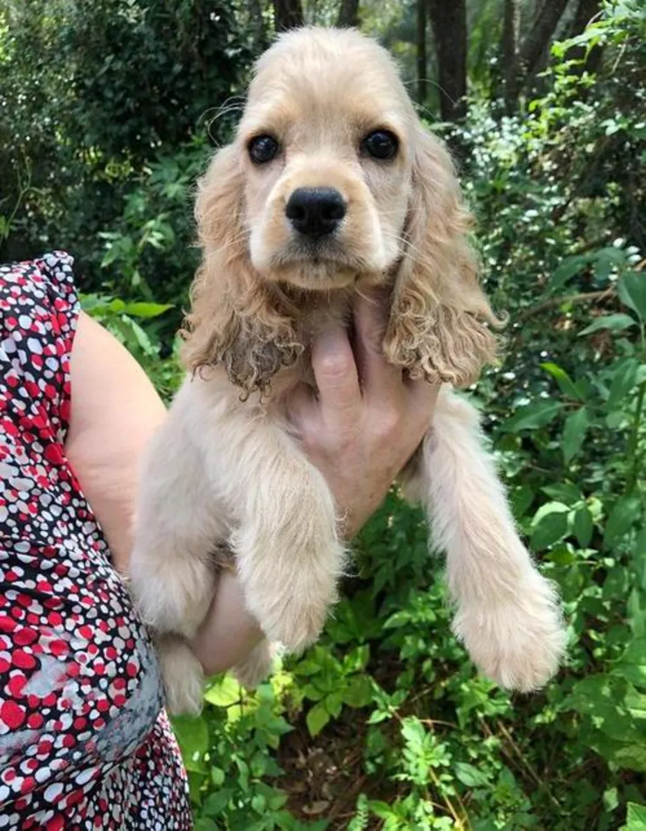 Güzel Cocker Spaniel Yavruları