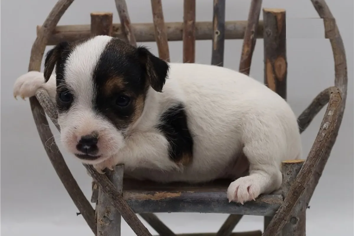 Good Quality Jack Russel puppy ready