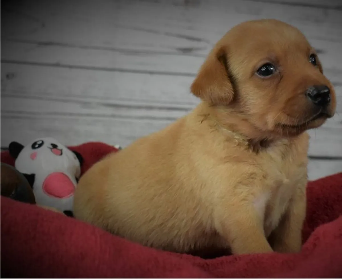 Chiots Labrador enregistrés Kc prêts