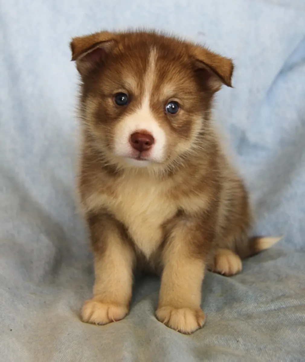 Cachorro Pomsky Raro de Ojos Azules Criado en Casa