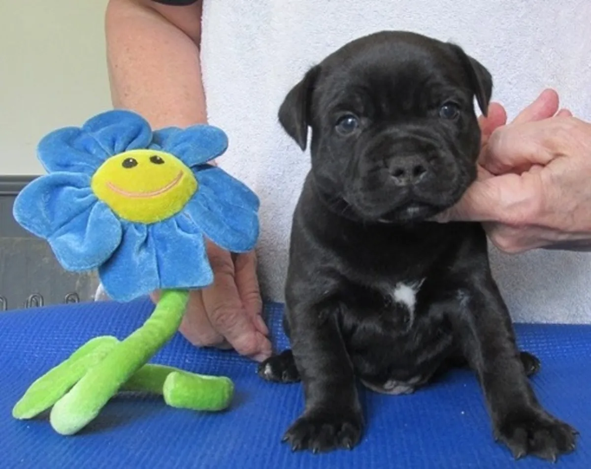 Staffordshire Bull Terrier Yavruları