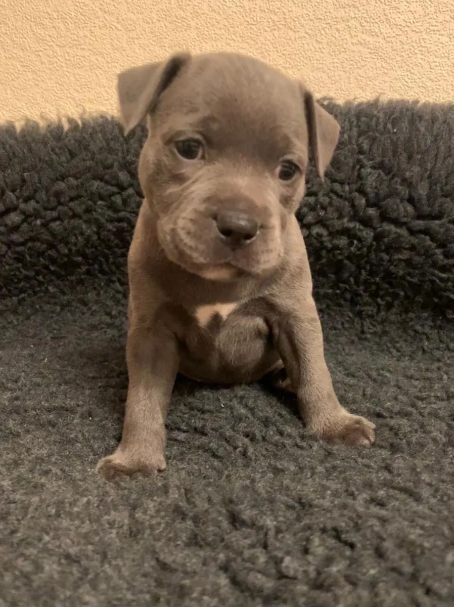 Staffordshire Bull Terrier Yavruları