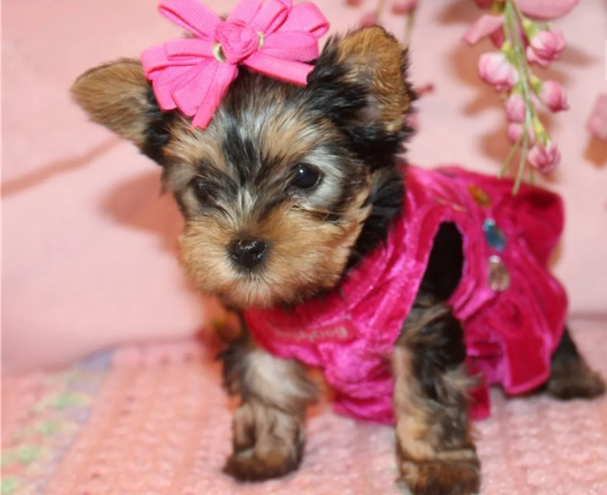 Minyatür Yorkshire Terrier Yavruları