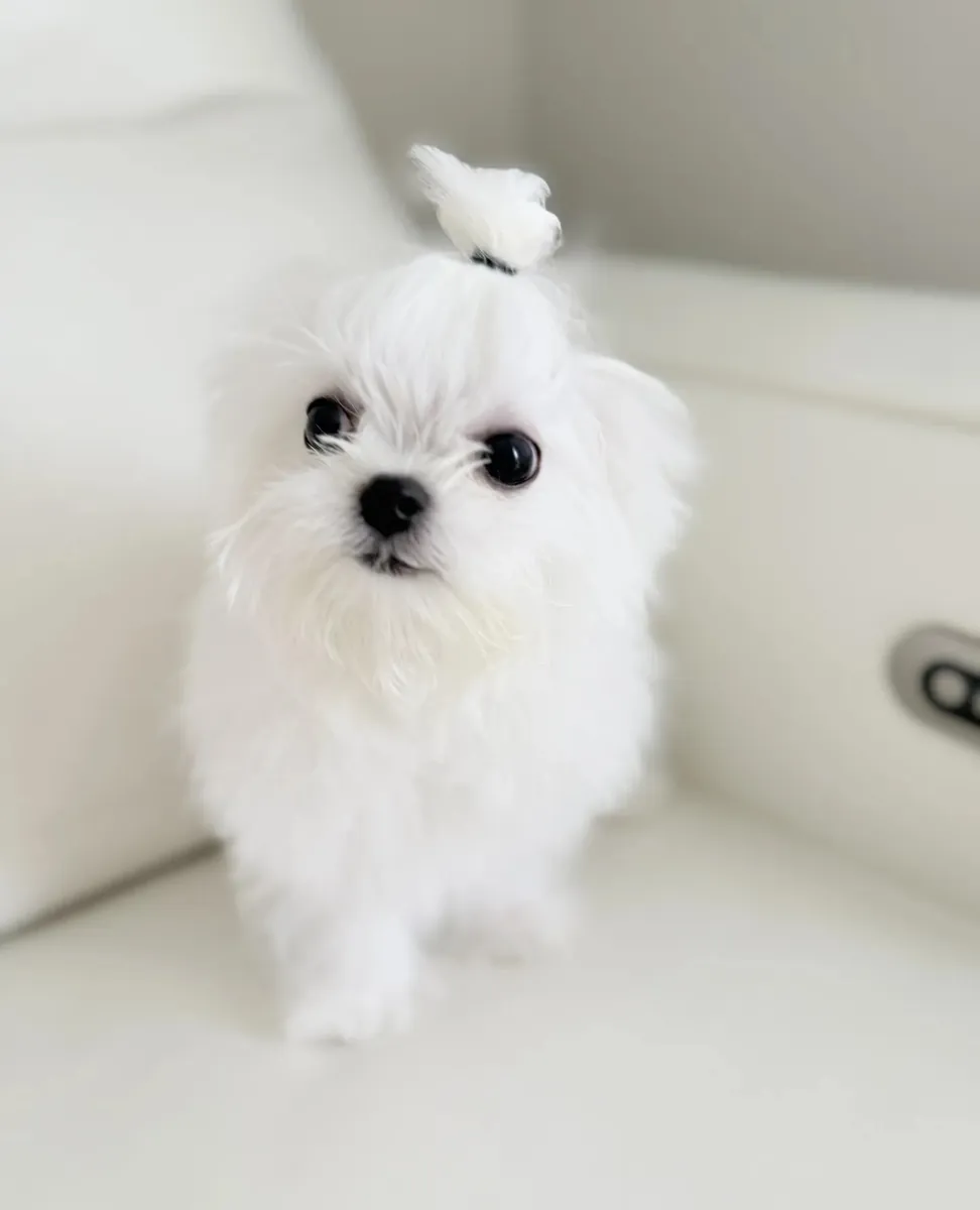 Petit Mâle Maltese de Ligne Coréenne Taille Teacup