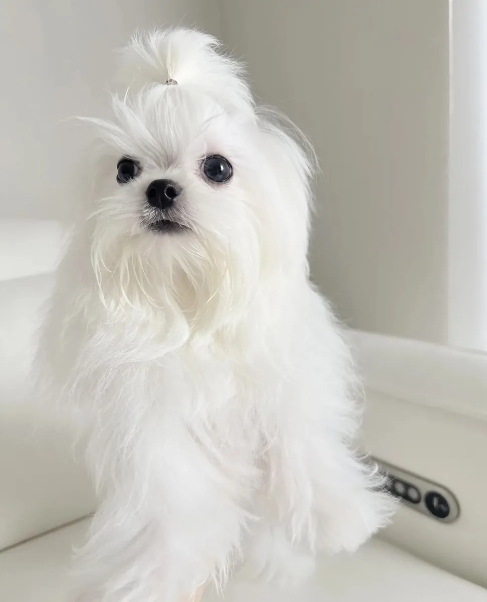 Petit Mâle Maltese de Ligne Coréenne Taille Teacup