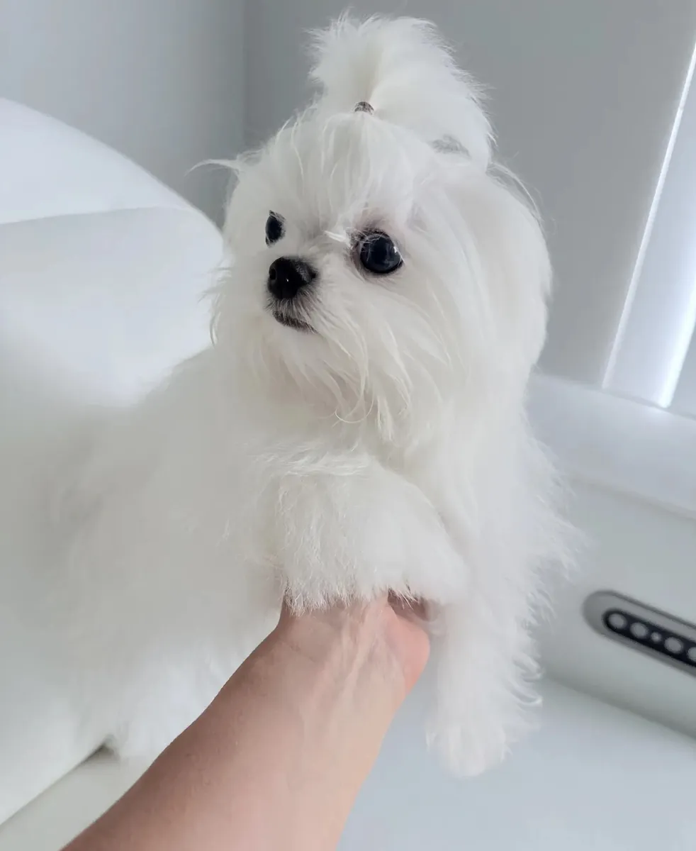 Petit Mâle Maltese de Ligne Coréenne Taille Teacup