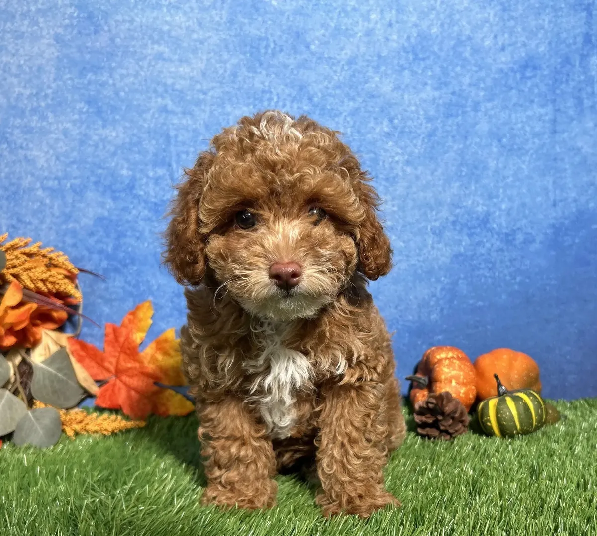 Caniche - Toy