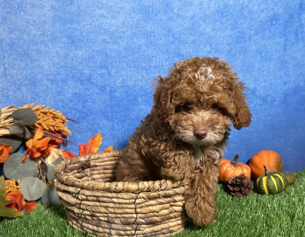 Caniche - Toy