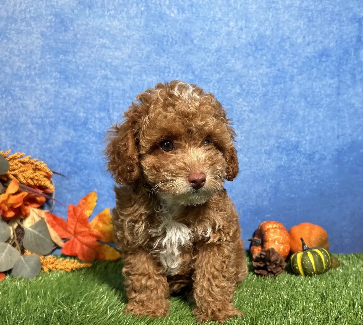Caniche - Toy