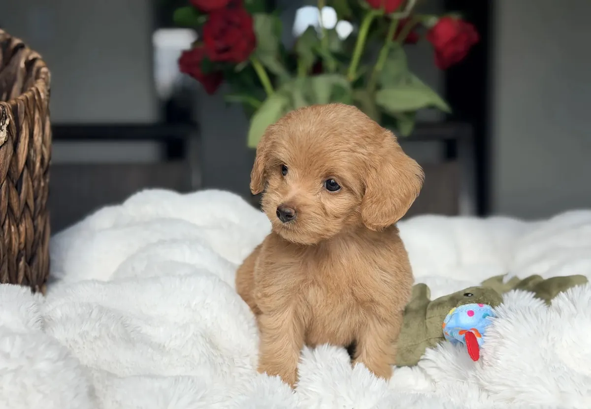 迷你拉布拉多犬