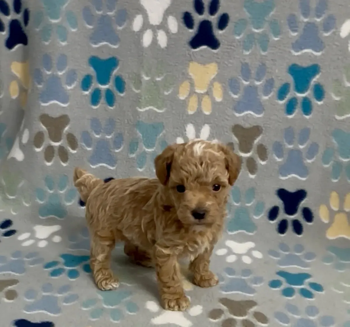 Poodle - Toy puppies to good home