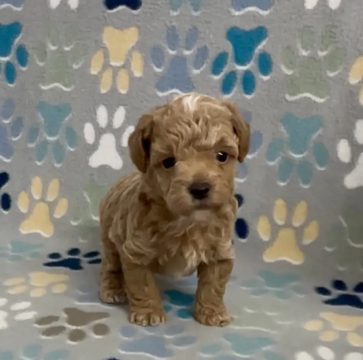 Poodle - Toy puppies to good home