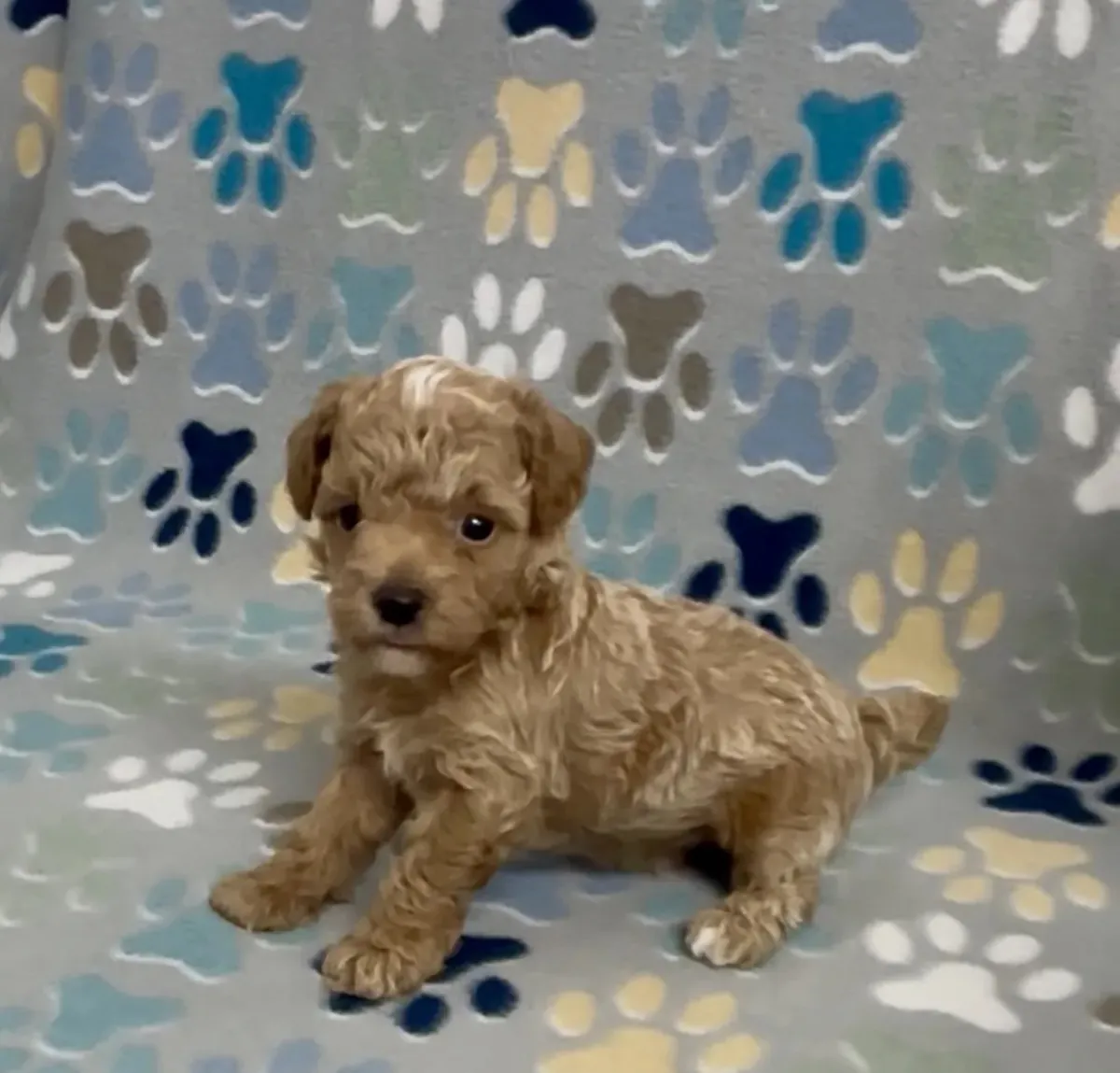 Poodle - Toy puppies to good home