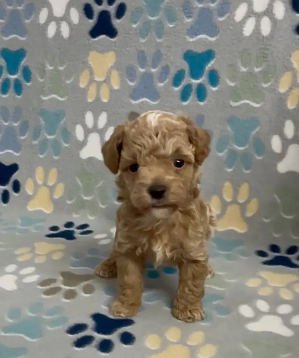 Poodle - Toy puppies to good home