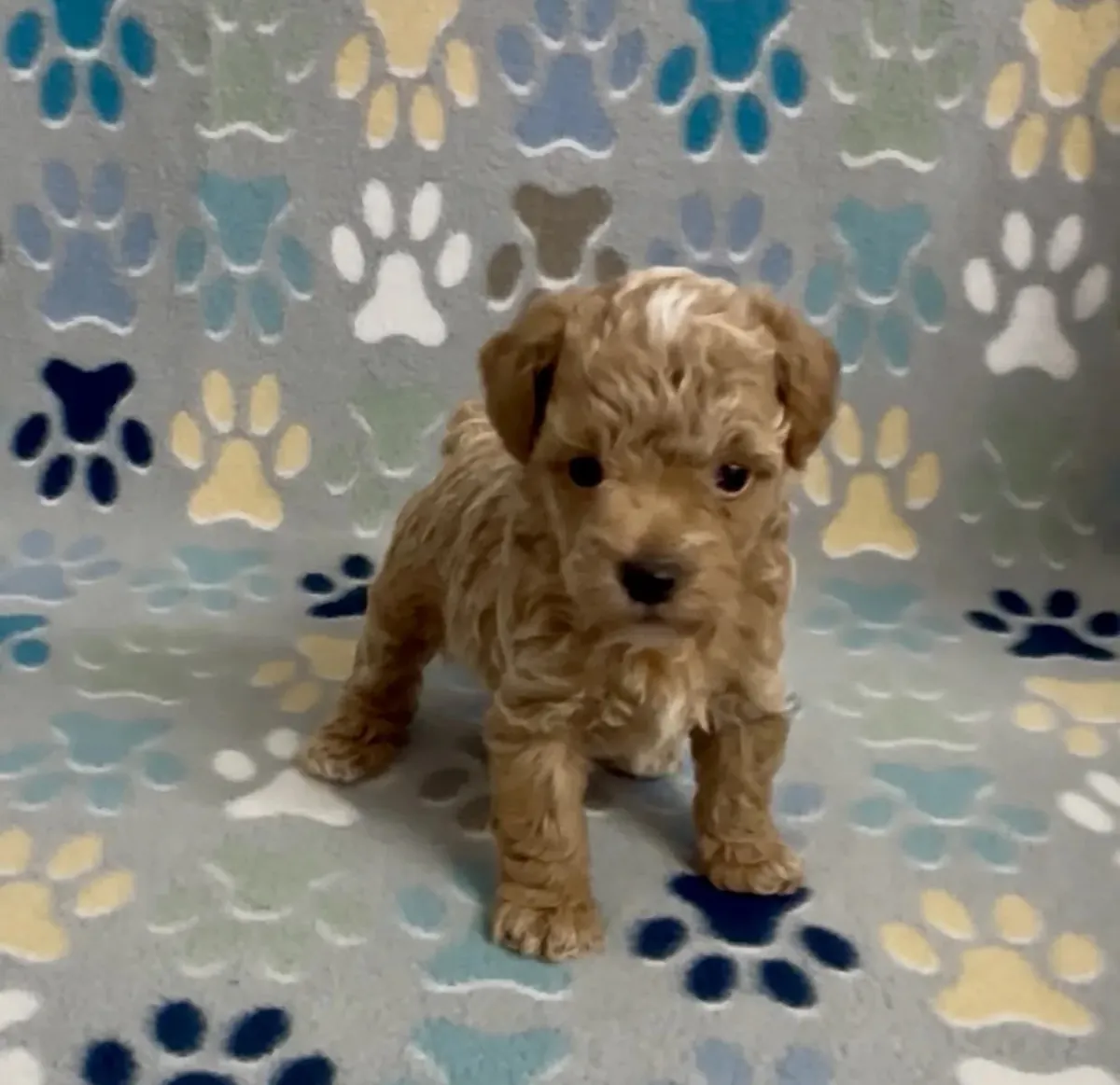 Poodle - Toy puppies to good home