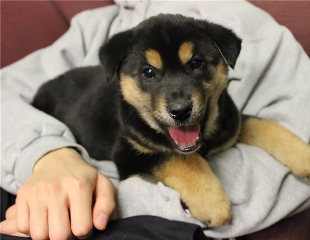 Petits chiots Rottweiler spéciaux