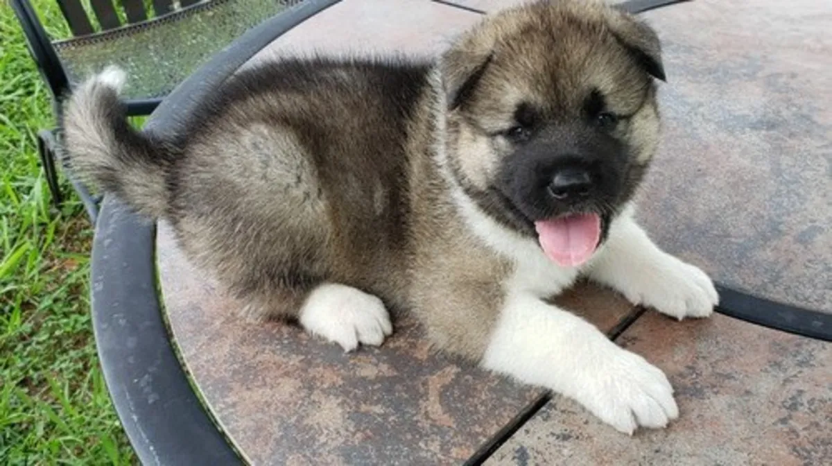 harika Akita yavruları dişi ve erkek